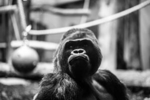 Toruń dla rodzin – atrakcje dla dzieci i rodziców